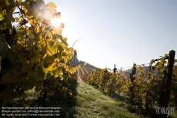 Viennaslide-04828367 Südsteirische Weinstraße, Steiermark, Österreich - Austria, Styria, Wineyards