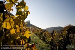 Viennaslide-04828368 Südsteirische Weinstraße, Steiermark, Österreich - Austria, Styria, Wineyards