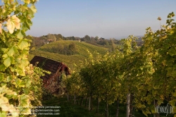 Viennaslide-04828384 Südsteirische Weinstraße, Steiermark, Österreich - Austria, Styria, Wineyards