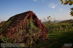 Viennaslide-04828386 Südsteirische Weinstraße, Steiermark, Österreich - Austria, Styria, Wineyards