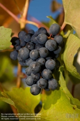 Viennaslide-04828389 Südsteirische Weinstraße, Steiermark, Österreich - Austria, Styria, Wineyards