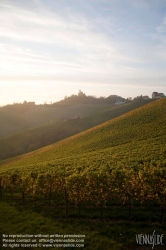 Viennaslide-04828395 Südsteirische Weinstraße, Steiermark, Österreich - Austria, Styria, Wineyards