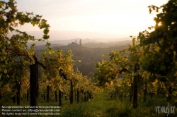 Viennaslide-04828398 Südsteirische Weinstraße, Steiermark, Österreich - Austria, Styria, Wineyards