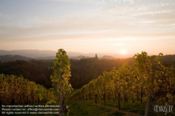 Viennaslide-04828399 Südsteirische Weinstraße, Steiermark, Österreich - Austria, Styria, Wineyards