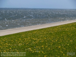 Viennaslide-05900203 Texelist eine Nordseeinsel in der niederländischen Provinz Nordholland sowie der Name der auf ihr liegenden Gemeinde. Die Insel ist die größte und westlichste der Westfriesischen Inseln. Sie ist ein beliebtes Tourismusziel; ihre abwechslungsreiche Landschaft beherbergt eine reichhaltige Tier- und Pflanzenwelt.