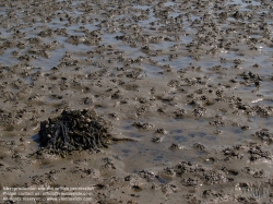 Viennaslide-05900217 Texelist eine Nordseeinsel in der niederländischen Provinz Nordholland sowie der Name der auf ihr liegenden Gemeinde. Die Insel ist die größte und westlichste der Westfriesischen Inseln. Sie ist ein beliebtes Tourismusziel; ihre abwechslungsreiche Landschaft beherbergt eine reichhaltige Tier- und Pflanzenwelt.