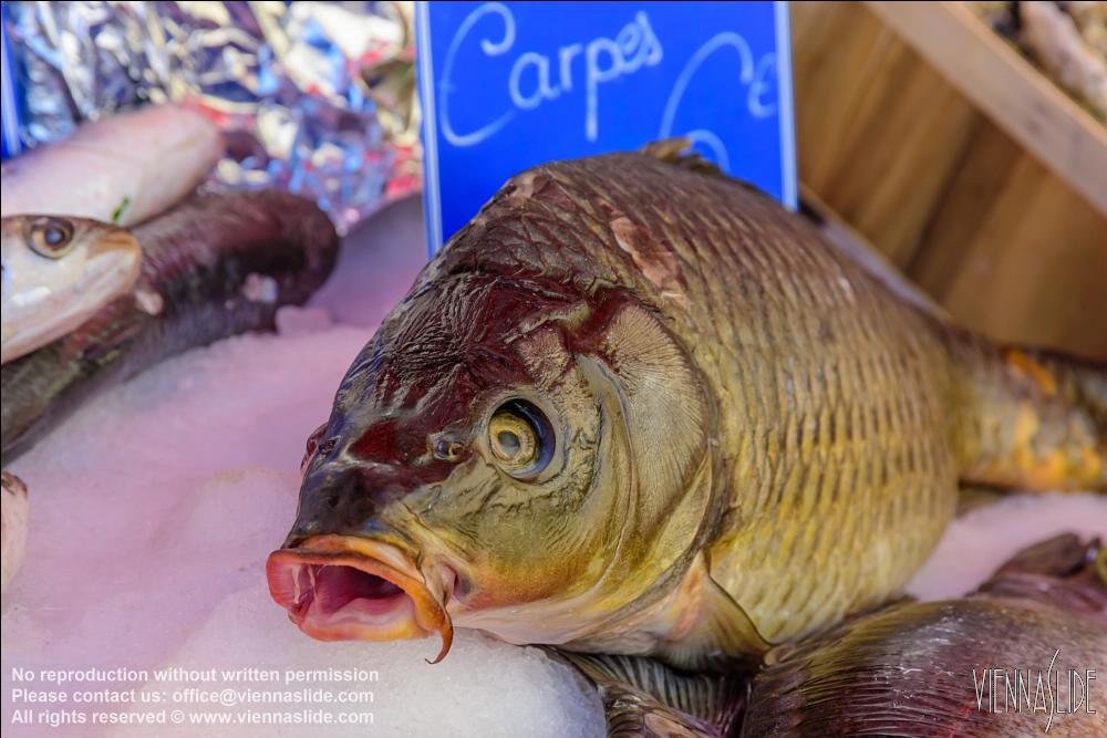 Viennaslide 05284036 jpg