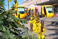 Viennaslide-05244826 Mulhouse, Tramway, Gare Centrale