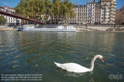 Viennaslide-05271917 Lyon, Passerelle Saint-Vincent und Schwan