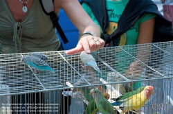 Viennaslide-05310020 Paris, Ile de la Cite, Vogelmarkt - Paris, Ile de la Cite, Bird Market