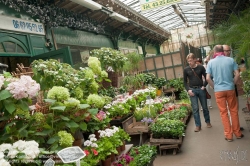 Viennaslide-05310023 Paris, Ile de la Cite, Blumenmarkt - Paris, Ile de la Cite, Flower Market