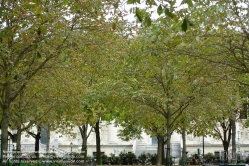 Viennaslide-05310027 Paris, Ile de la Cite, Place Dauphine, dürregeschädigte Bäume