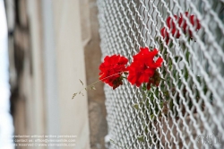 Viennaslide-05313015 Paris, Blumen mit Freiheitsdrang