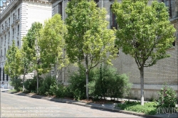 Viennaslide-05314037 Paris, Rue de Sully, Baumreihe // Paris, Rue de Sully, new planted Trees