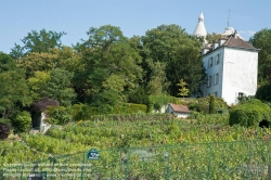 Viennaslide-05328165 Paris, Montmartre, Weinberg - Paris, Montmartre, Wineyard