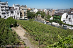 Viennaslide-05328217 Paris, Montmartre, Weingarten Clos Montmartre, 22 Rue des Saules