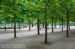 Viennaslide-05338001 Der Jardin des Tuileries ist ein im französischen Stil gehaltener ehemaliger Barock-Schlosspark beim Louvre in Paris. Die Parkanlage erstreckt sich vom Place de la Concorde im Westen bis zum Louvre im Osten und ist im Süden von dem rechten Ufer der Seine, im Norden von der Rue de Rivoli begrenzt