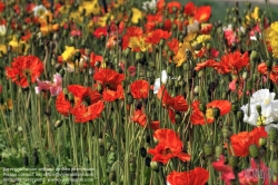 Viennaslide-05338202 Der Jardin des Plantes ist ein Botanischer Garten in Paris mit einer Fläche von 23,5 ha. Er liegt im Südosten der Stadt, am südlichen Ufer der Seine im 5. Arrondissement zwischen der Pariser Moschee und der wissenschaftlichen Fakultät „Jussieu“.