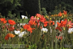 Viennaslide-05338203 Der Jardin des Plantes ist ein Botanischer Garten in Paris mit einer Fläche von 23,5 ha. Er liegt im Südosten der Stadt, am südlichen Ufer der Seine im 5. Arrondissement zwischen der Pariser Moschee und der wissenschaftlichen Fakultät „Jussieu“.