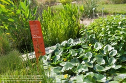 Viennaslide-05338208 Der Jardin des Plantes ist ein Botanischer Garten in Paris mit einer Fläche von 23,5 ha. Er liegt im Südosten der Stadt, am südlichen Ufer der Seine im 5. Arrondissement zwischen der Pariser Moschee und der wissenschaftlichen Fakultät „Jussieu“.