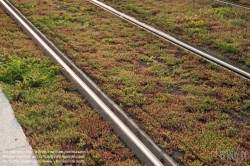 Viennaslide-05392219 Paris, Straßenbahn, Kräuter als Bepflanzung von Straßenbahngleisen - Paris, Tramway, Herbs as Plantation between Tramway Tracks