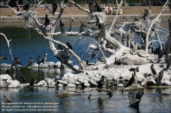 Viennaslide-06211910 Kopenhagen, Seen, Vögel brüten // Copenhagen, Seas, Birds