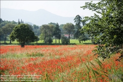 Viennaslide-06610007 Italien, Mohnfeld - Italy, Poppy Field