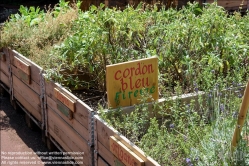 Viennaslide-06641012 Florenz, Urban Gardening Orti Dipinti - Florence, Community Garden Orti Dipinti