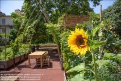 Viennaslide-06641023 Florenz, Urban Gardening Orti Dipinti - Florence, Community Garden Orti Dipinti