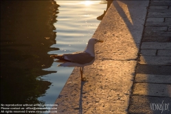 Viennaslide-06804123 Venedig, Möwe - Venice, Seagull