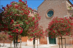 Viennaslide-06810047 Venedig, Oleander // Venice, Oleander