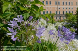 Viennaslide-06821908 Venedig, Giardini Reali (Königlicher Garten) // Venice, Royal Garden (Napoleon's Gardens)