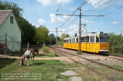 Viennaslide-07319919 Budapest, Péterhegy, Straßenbahn - Budapest, Péterhegy, Tramway