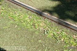 Viennaslide-07319941 Budapest, Straßenbahn, Kunststoff-Rasengleis - Budapest, Tramway, Plastic Lawn Track