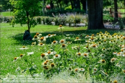 Viennaslide-07337062 Budapest, Stadtwäldchen Varosliget, Botanischer Garten // Budapest, Varosliget, Botanical Garden