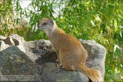 Viennaslide-07337380 Budapest, Stadtwäldchen Varosliget, Zoo // Budapest, Varosliget, Zoo 