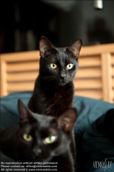 Viennaslide-50000002 Zwei schwarze Katzen, Felis silvestris catus - Two Black Cats, Felis silvestris catus