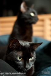 Viennaslide-50000003 Zwei schwarze Katzen, Felis silvestris catus - Two Black Cats, Felis silvestris catus