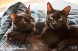 Viennaslide-50000006 Zwei schwarze Katzen, Felis silvestris catus - Two Black Cats, Felis silvestris catus