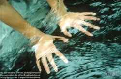 Viennaslide-67411775 Die Hände einer Frau im Wasser - Women's hands in fresh water