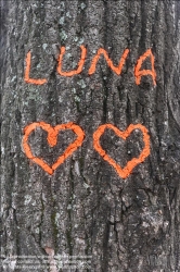 Viennaslide-70000022 Inschrift LUNA auf einem Baum
