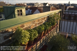 Viennaslide-72000146 Dachgarten, Kräuterregal, Bohnenkraut, weisser Basilikum, Zitronenmelisse, Zitronenthymian, Basilikum, Waldmeister, Apfelminze, Zitronenverbene - Rooftop Garden, Herbs