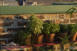 Viennaslide-72000148 Dachgarten, Kräuterregal, Bohnenkraut, weisser Basilikum, Zitronenmelisse, Zitronenthymian, Basilikum, Waldmeister, Apfelminze, Zitronenverbene - Rooftop Garden, Herbs