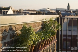 Viennaslide-72000149 Dachgarten, Kräuterregal, Bohnenkraut, weisser Basilikum, Zitronenmelisse, Zitronenthymian, Basilikum, Waldmeister, Apfelminze, Zitronenverbene - Rooftop Garden, Herbs