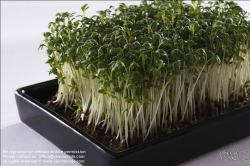 Viennaslide-72000200 Kresse - Cress