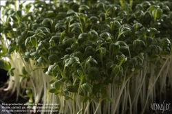 Viennaslide-72000201 Kresse - Cress