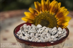 Viennaslide-72000236 Sonnenblumenkerne - Sunflower Seed