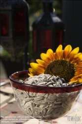 Viennaslide-72000238 Sonnenblumenkerne - Sunflower Seed