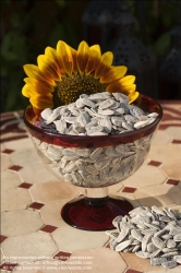 Viennaslide-72000239 Sonnenblumenkerne - Sunflower Seed