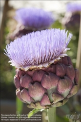 Viennaslide-72000498 Artischockenblüte - Artichoke